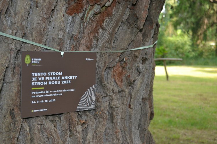 Pod Havlíčkovým dubem v Proseči-Obořišti kvete láska. Teď má šanci stát se jako jediný z Vysočiny Stromem roku.